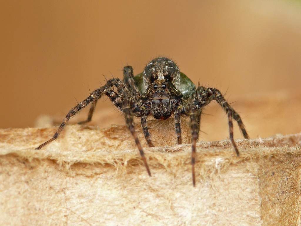 Pardosa mackenziana