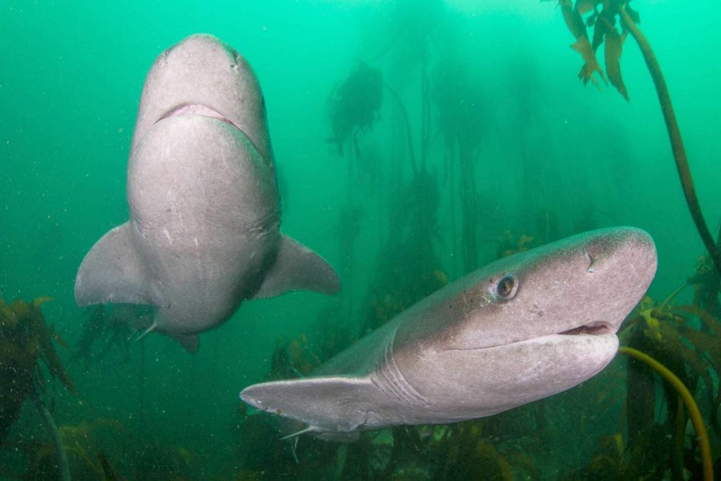 Плоскоголовая семижаберная акула (Notorynchus cepedianus)