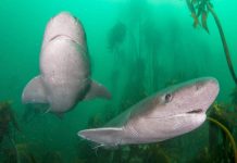 Плоскоголовая семижаберная акула: фото, интересные факты Плоскоголовая семижаберная акула (Notorynchus cepedianus)