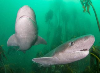 Плоскоголовая семижаберная акула: фото, интересные факты Плоскоголовая семижаберная акула (Notorynchus cepedianus)