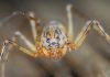 Плюющийся паук, все о необычном животном Плюющийся паук (Scytodes thoracica)