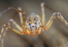 Плюющийся паук, все о необычном животном Плюющийся паук (Scytodes thoracica)