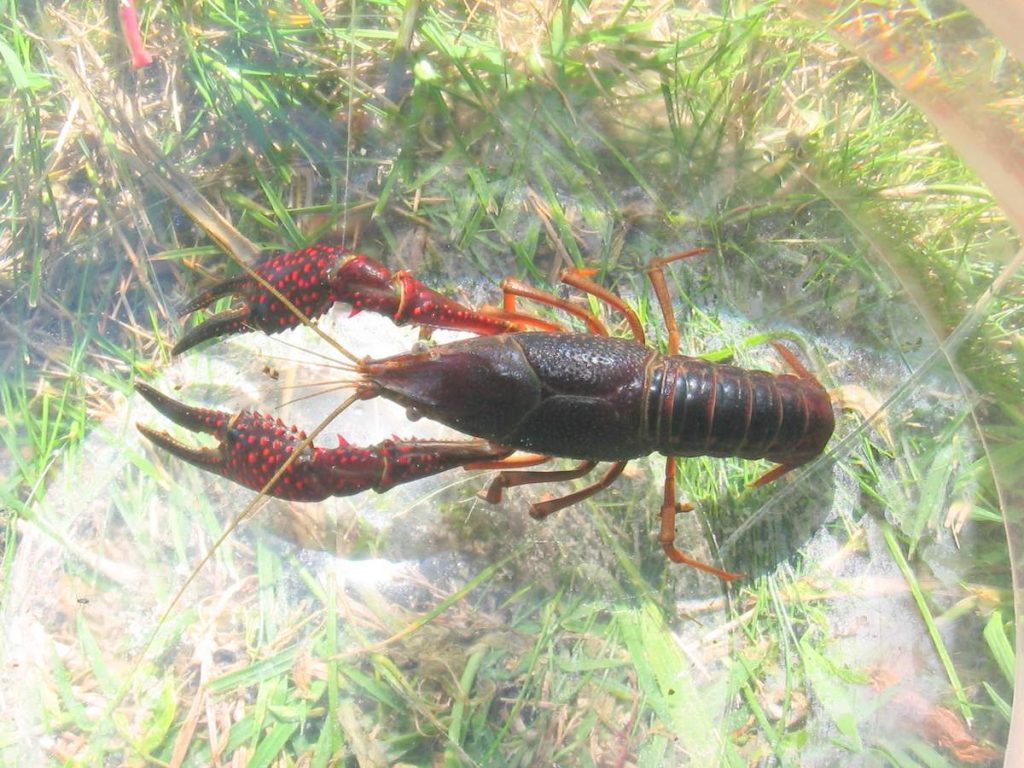 Procambarus clarkii