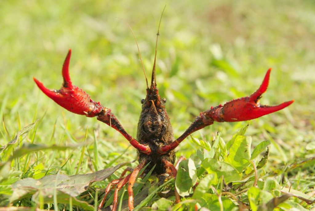 Procambarus clarkii