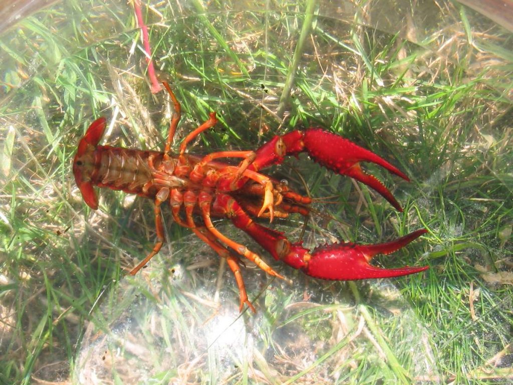 Procambarus clarkii