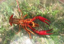 Флоридский рак, он же – красный болотный Procambarus clarkii