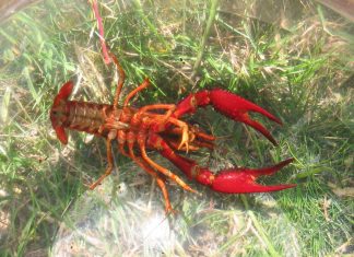 Procambarus clarkii