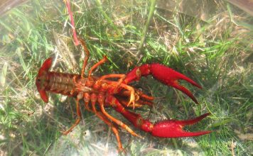 Флоридский рак, он же – красный болотный Procambarus clarkii