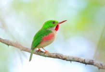 Пуэрто-риканский тоди – что это за животное? Пуэрто-риканский тоди (Todus mexicanus)