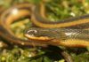 Полосатая болотная змея – описание рептилии Regina alleni