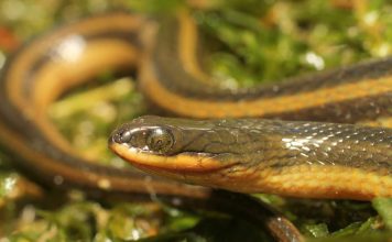 Полосатая болотная змея – описание рептилии Regina alleni