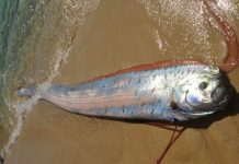 Ремнетел – король селедок Ремнетел (Regalecus glesne)