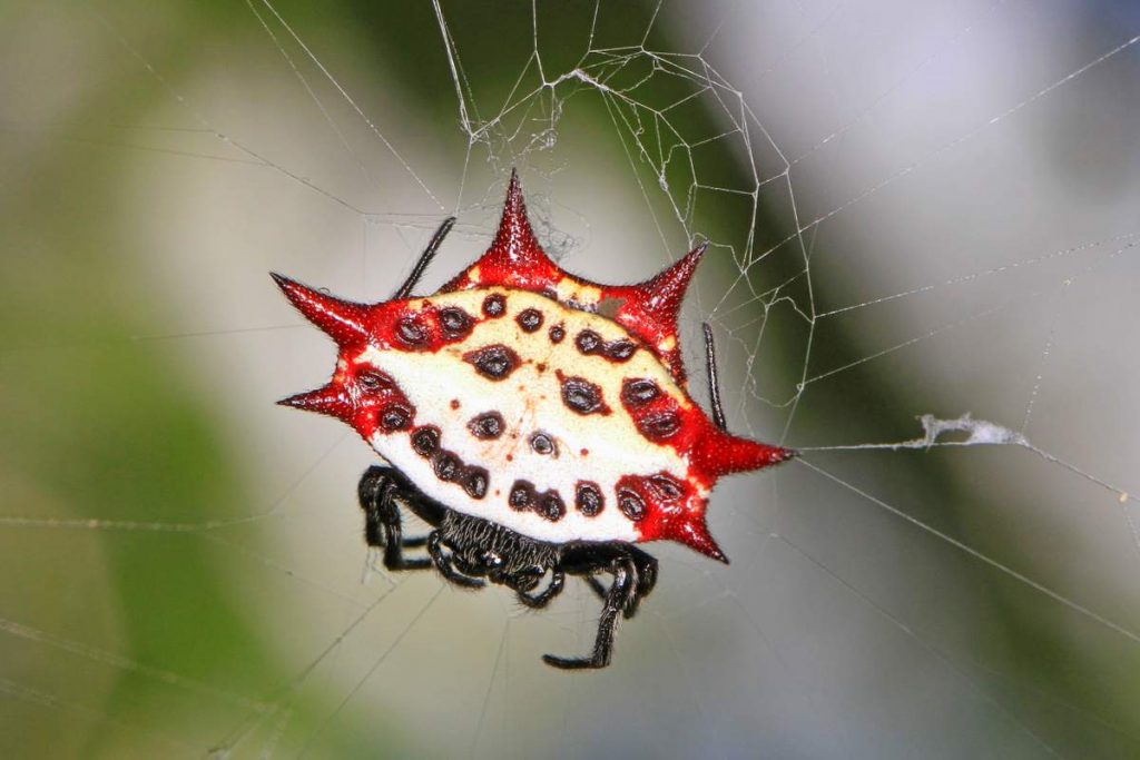 Шипастый паук-кругопряд (Gasteracantha cancriformis) 