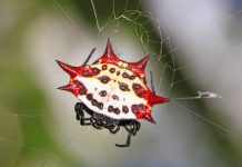 Паук – кругопряд шипастый Шипастый паук-кругопряд (Gasteracantha cancriformis)