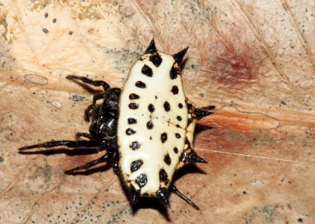 Шипастый паук-кругопряд (Gasteracantha cancriformis) 