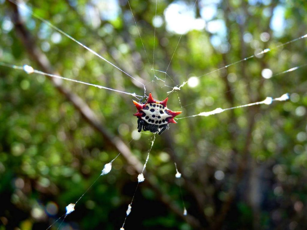 Шипастый паук-кругопряд (Gasteracantha cancriformis) 