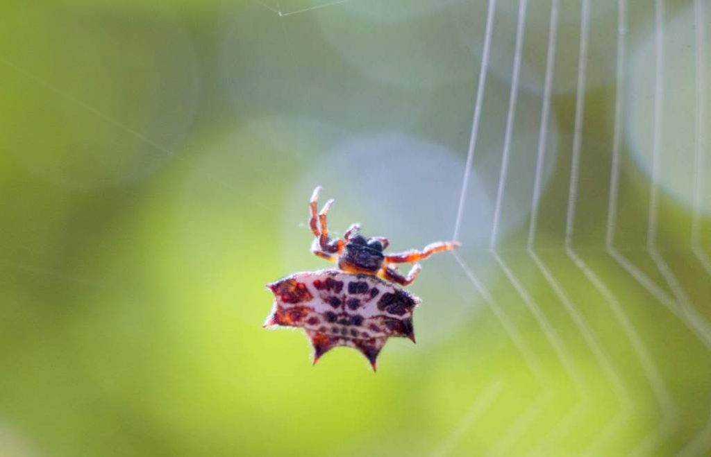 Шипастый паук-кругопряд (Gasteracantha cancriformis) 