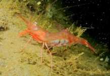 Северная розовая креветка: описание животного Северная креветка (Pandalus borealis)