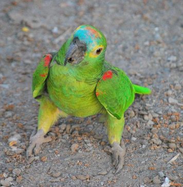 Все о синелобом амазоне: описание, фото, интересные факты Синелобый амазон (лат. Amazona aestiva)