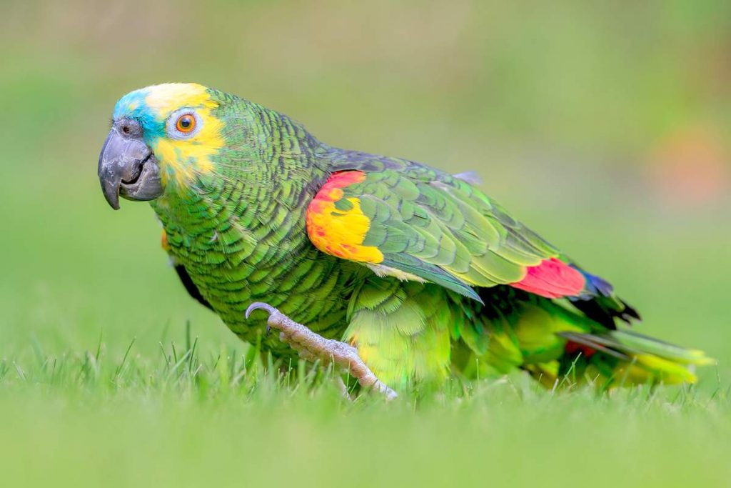 Синелобый амазон (лат. Amazona aestiva)