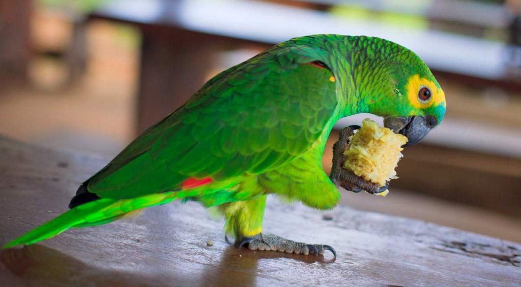 Синелобый амазон (лат. Amazona aestiva)