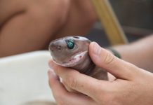 Бразильская светящаяся акула: фото, описание Светящаяся бразильская акула (Isistius brasiliensis)