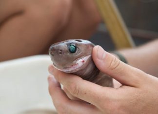 Бразильская светящаяся акула: фото, описание Светящаяся бразильская акула (Isistius brasiliensis)