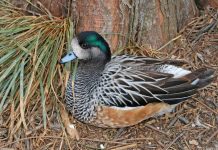 Свиязь роскошная: голос, фото, описание Свиязь роскошная (Anas sibilatrix)