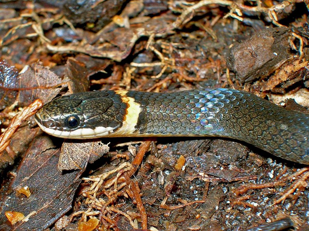 Точечная ошейниковая змея (лат. Diadophis punctatus)