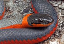 Точечная ошейниковая змея, все о рептилии Точечная ошейниковая змея (лат. Diadophis punctatus)