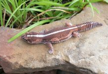 Толстохвостый африканский геккон: фото Толстохвостый африканский геккон (Hemitheconyx caudicinctus)