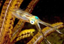 Японский карликовый кальмар Японский карликовый кальмар (Idiosepius paradoxus)