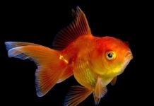 Пьянство помогает золотым рыбкам выживать в экстремальных условиях Золотая рыбка – пьяница-экстремал.