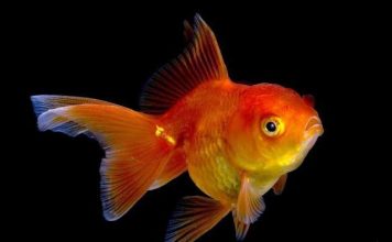 Пьянство помогает золотым рыбкам выживать в экстремальных условиях Золотая рыбка – пьяница-экстремал.
