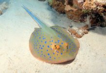 Тэниура-лимма, или сине-пятнистый скат: описание Тэниура-лимма