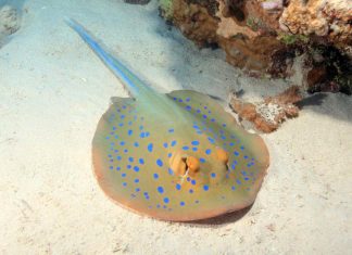 Тэниура-лимма, или сине-пятнистый скат: описание Тэниура-лимма