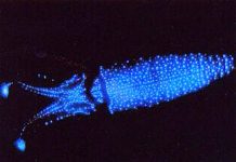 Кальмар-светлячок, он же сверкающий японский кальмар Watasenia scintillans