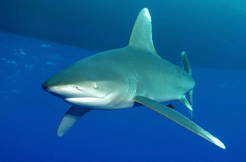 Длинноплавниковая (длиннокрылая) акула (Carcharhinus longimanus) 