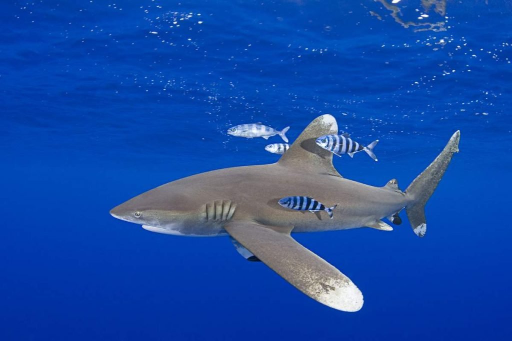 Длинноплавниковая (длиннокрылая) акула (Carcharhinus longimanus) 