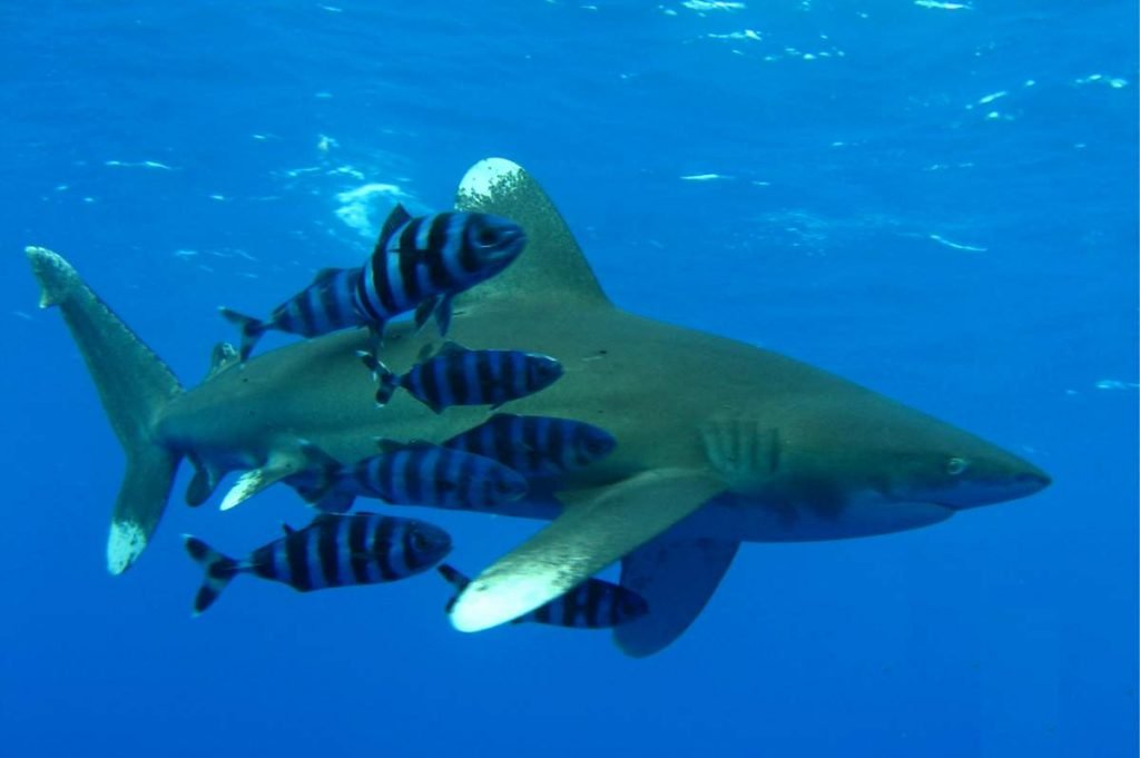 Длинноплавниковая (длиннокрылая) акула (Carcharhinus longimanus) 