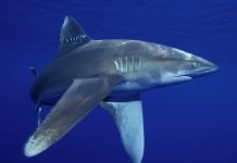 Длинноплавниковая акула, подробно о живородящей акуле Длинноплавниковая (длиннокрылая) акула (Carcharhinus longimanus)