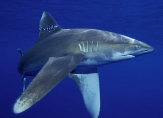 Длинноплавниковая акула, подробно о живородящей акуле Длинноплавниковая (длиннокрылая) акула (Carcharhinus longimanus)