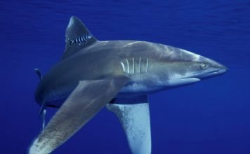 Длинноплавниковая акула, подробно о живородящей акуле Длинноплавниковая (длиннокрылая) акула (Carcharhinus longimanus)