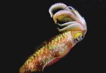 Каракатицевидный кальмар karakatitsevidnyj-kalmar (5)