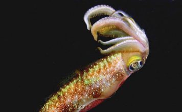 Каракатицевидный кальмар karakatitsevidnyj-kalmar (5)