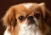 Пекинес – особенности породы и заболевания пекинес