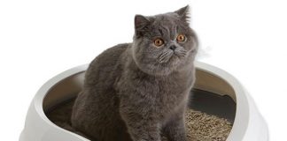 Если у вас скоро появится кошка лоток и наполнитель