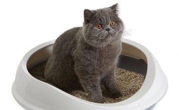 Если у вас скоро появится кошка лоток и наполнитель