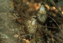Белогрудый мадагаскарский пастушок Белогрудый мадагаскарский пастушок