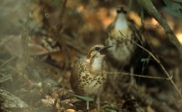 Белогрудый мадагаскарский пастушок Белогрудый мадагаскарский пастушок